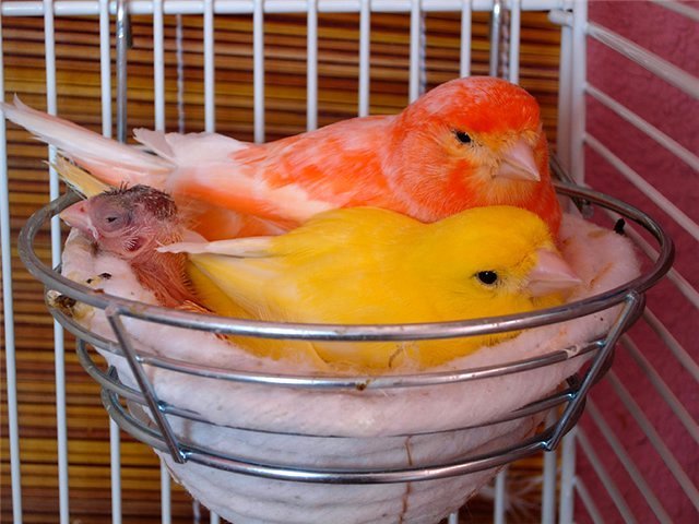 Содержание канареек и уход за ними в Белой Холунице