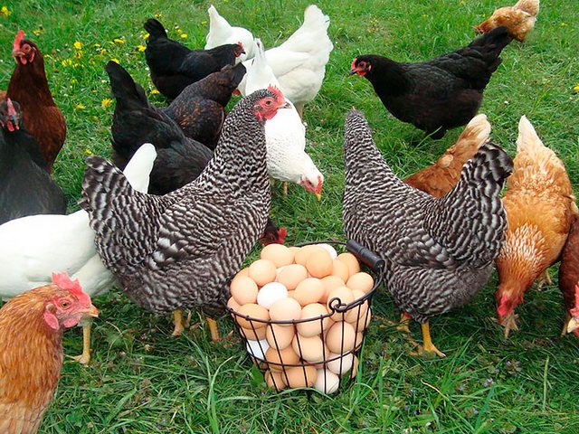 Содержание кур и уход за ними | ЗооТом - продажа, вязка и услуги для животных в Белой Холунице