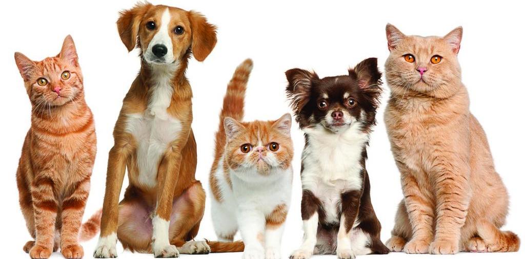 Доска объявлений о животных | ЗооТом - продажа, вязка и услуги для животных в Белой Холунице