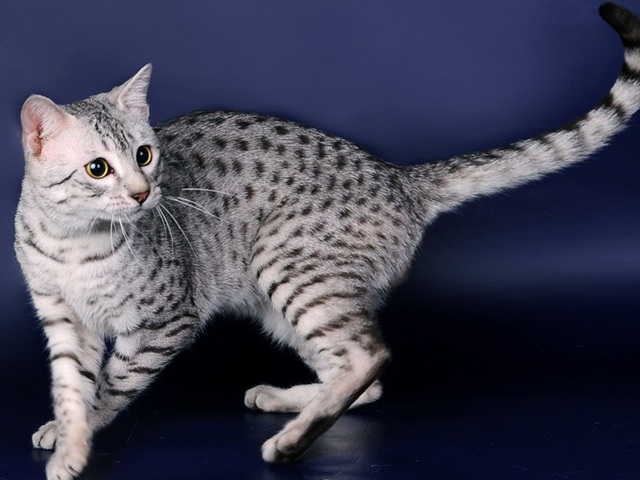 Породы кошек в Белой Холунице | ЗооТом портал о животных