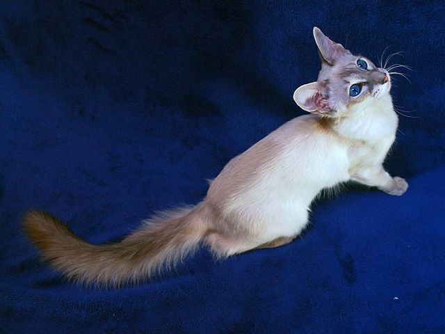 Выведенные породы кошек в Белой Холунице | ЗооТом портал о животных
