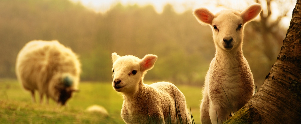 Объявления о сельскохозяйственных животных | ЗооТом - продажа, вязка и услуги для животных в Белой Холунице