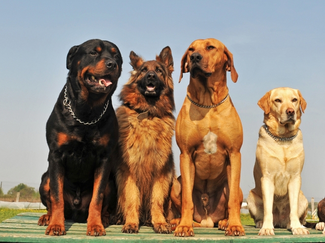 Крупные породы собак в Белой Холунице | ЗооТом портал о животных