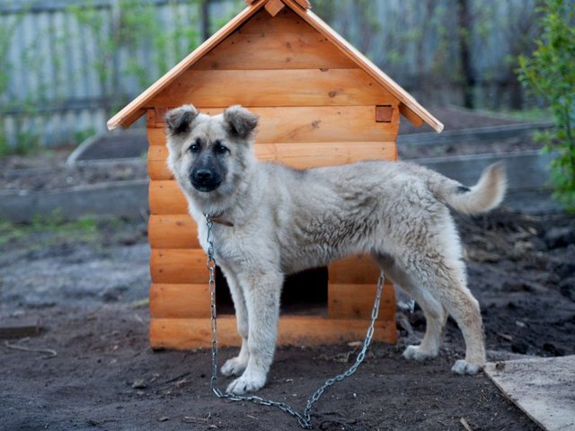 Все о собаках в Белой Холунице